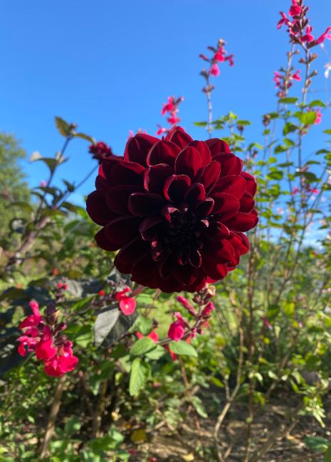Les Jardins de Clapiéra