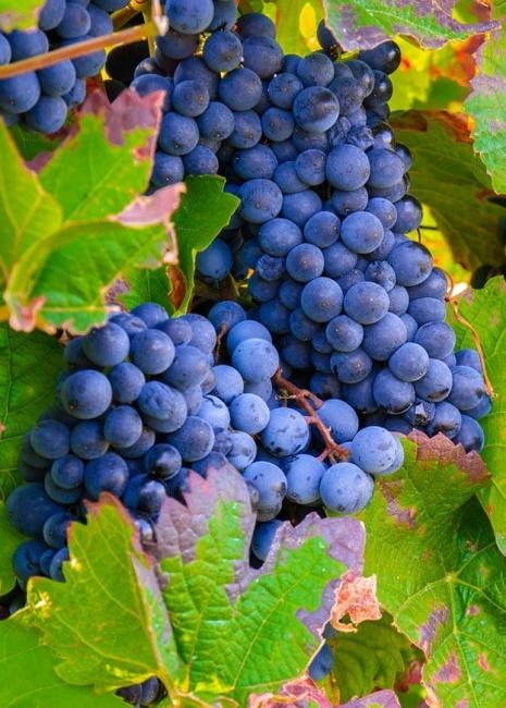 Vignes Bergerac