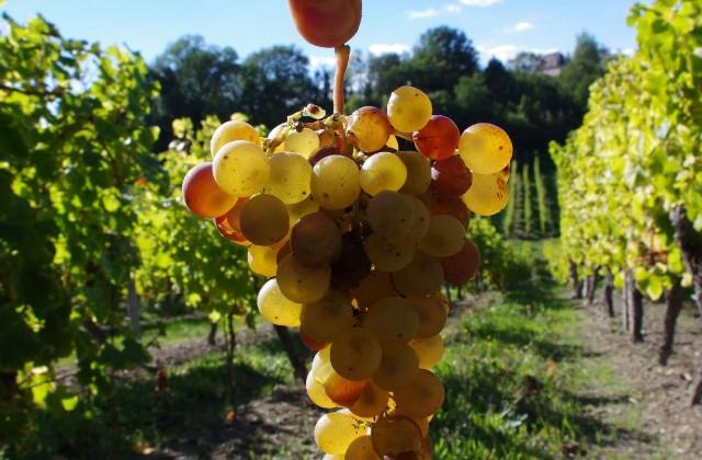 vigne de vin