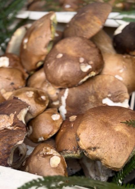 cepes à Monpazier