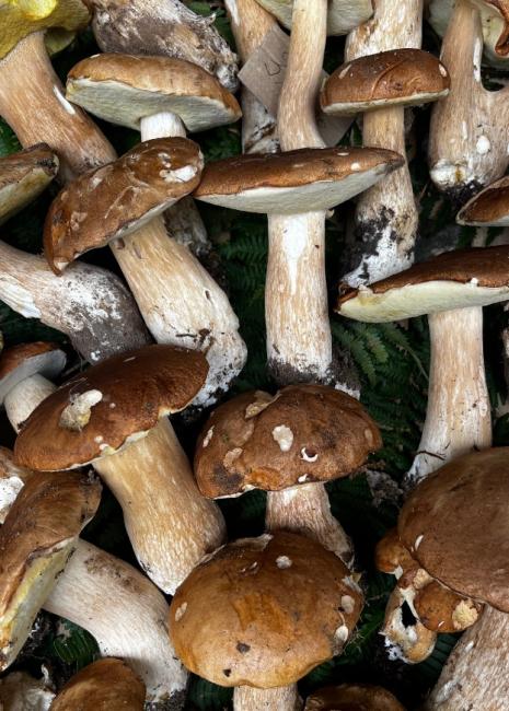 cepes à monpazier